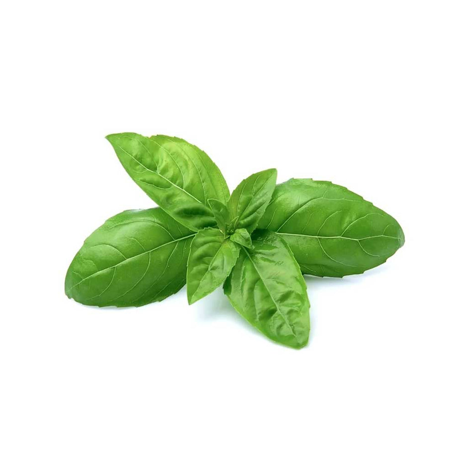 Italian Basil Leaves Hydroponic 50g