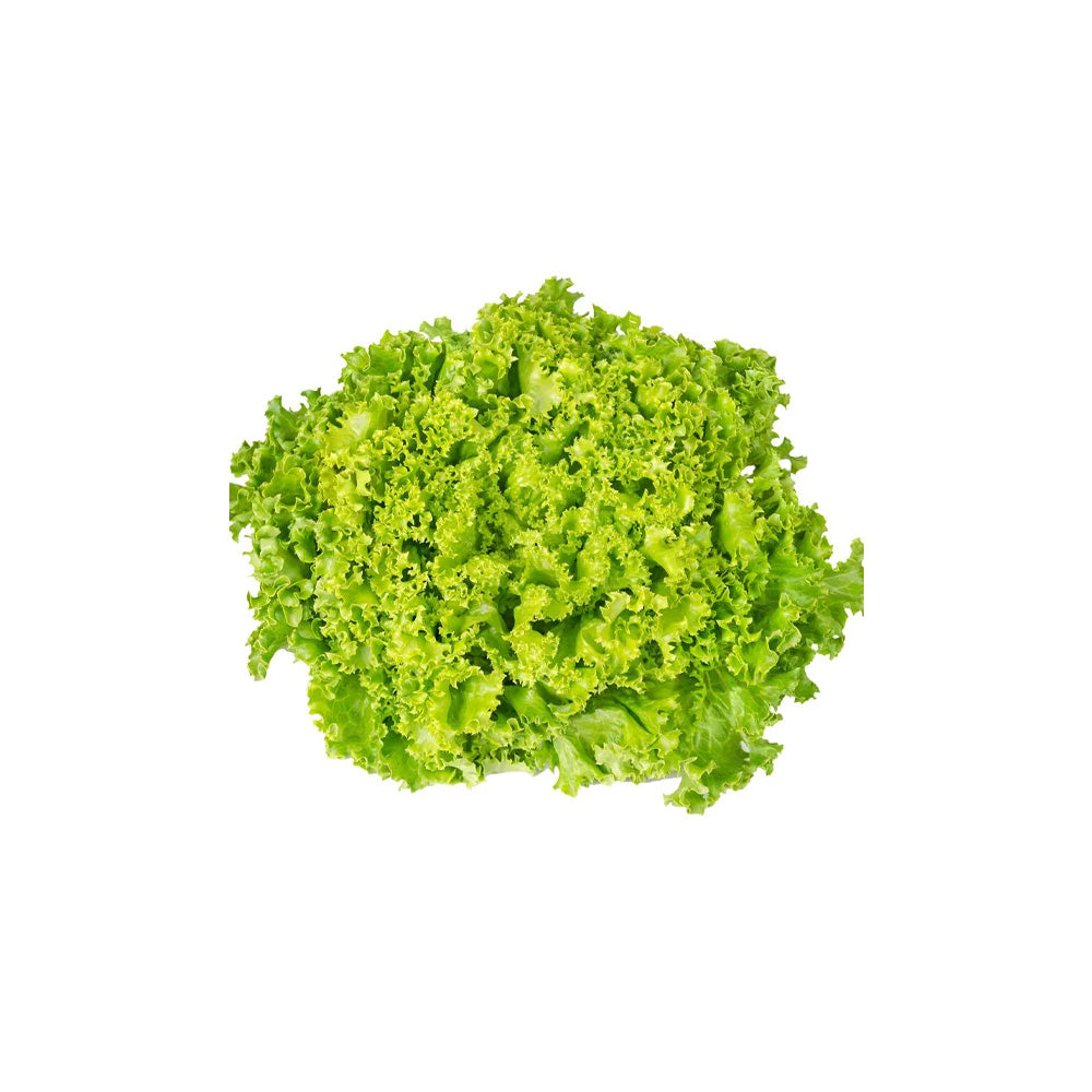 Lettuce Green Coral Hydroponic 150G