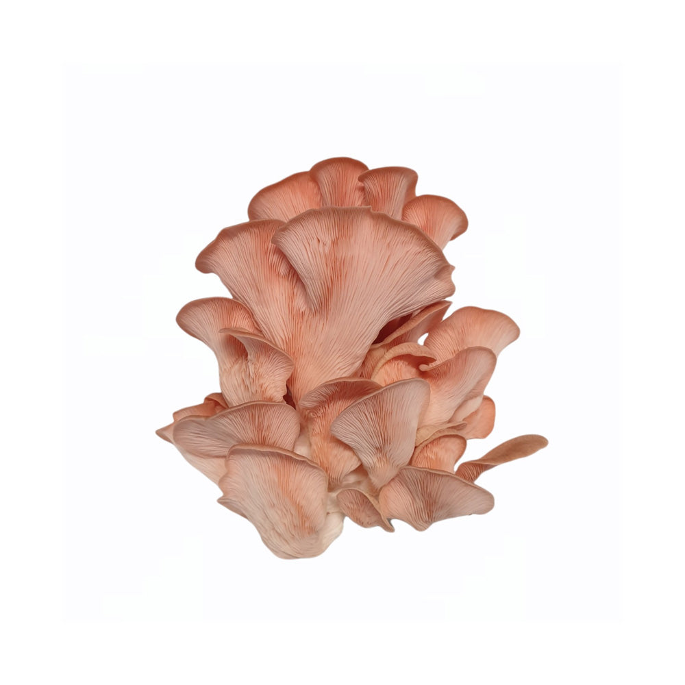 Fresh Pink Oyster Mushroom 100g