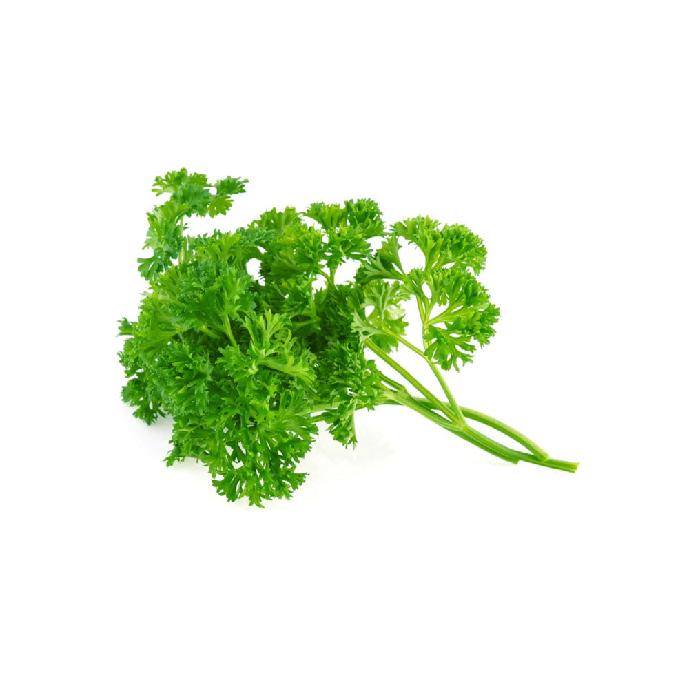 Parsley Curled Hydroponic 50G